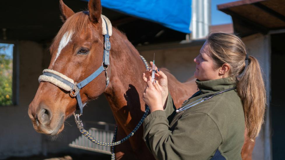 Woman giving a horse a vaccine