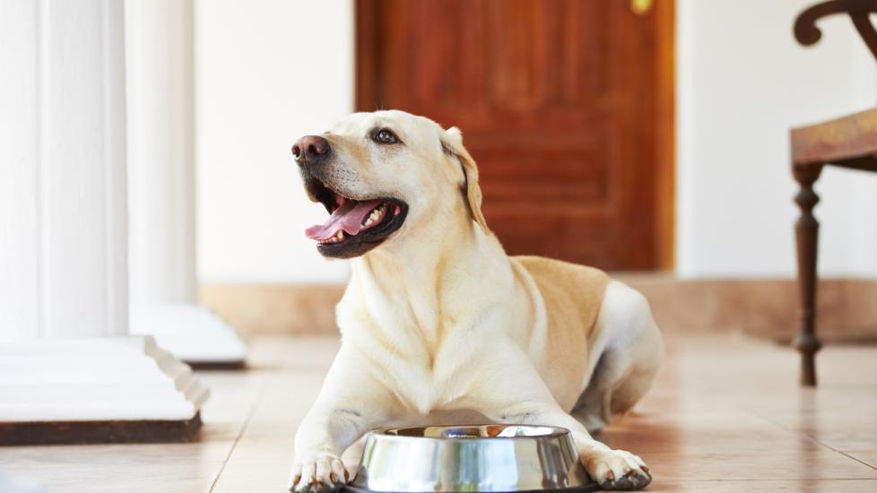 lab-in-front-of-food-bowl
