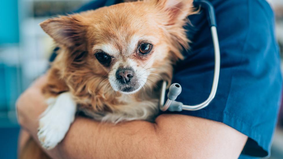 small brown dog being held by a vet in scrubs