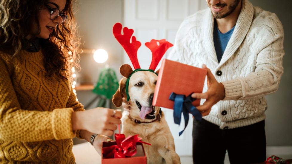 5 Reasons to Foster a Pet During the Holidays