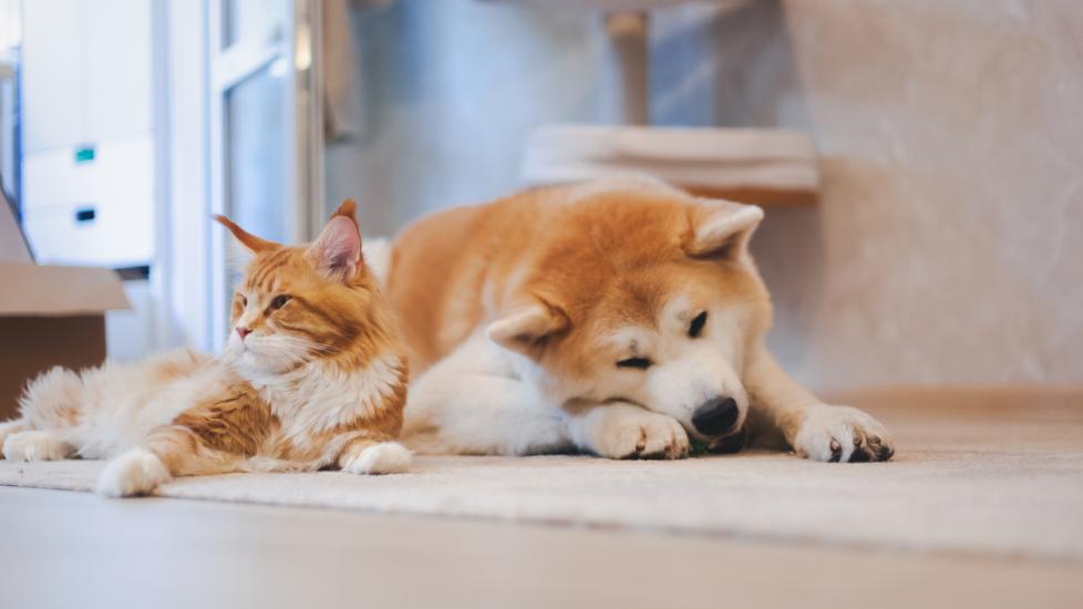 dog-and-cat-lying-on-floor-together
