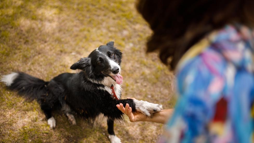 collie-dog-giving-paw-to-owner