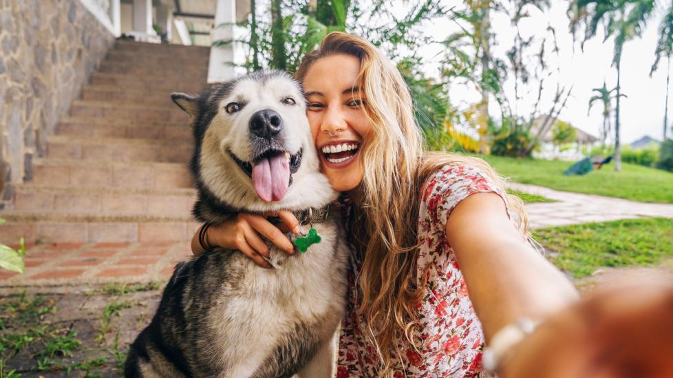 Bravecto for dogs and cats dog cat pet medication petmd