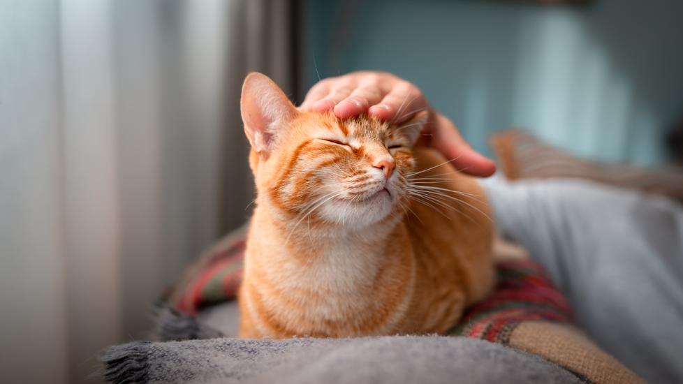 orange tabby cat being pet