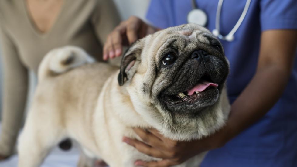 pug being examined at the vet