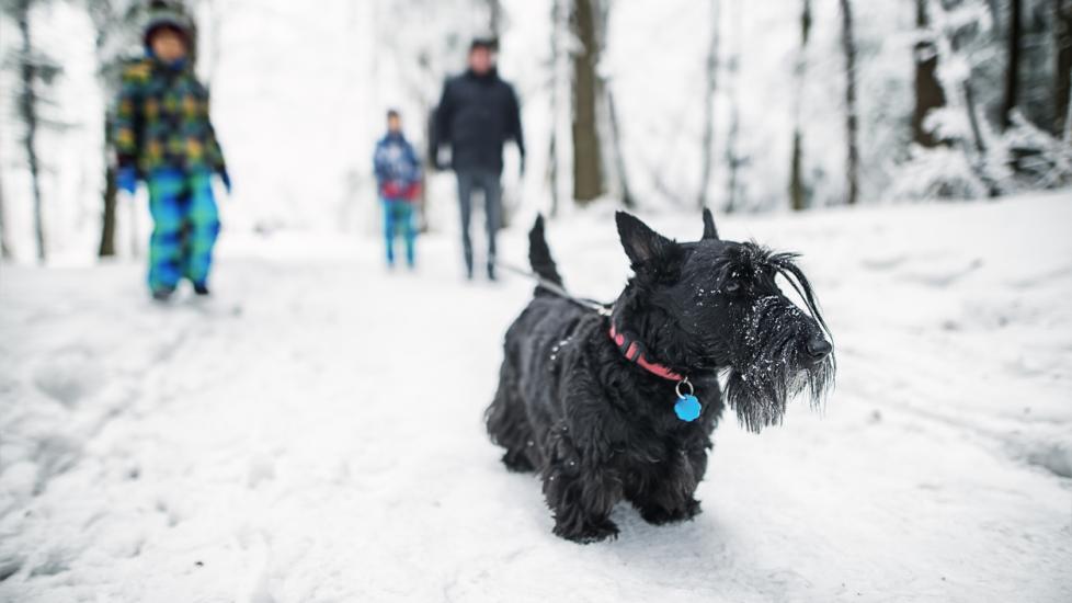 How To Protect Dog Paws in Winter