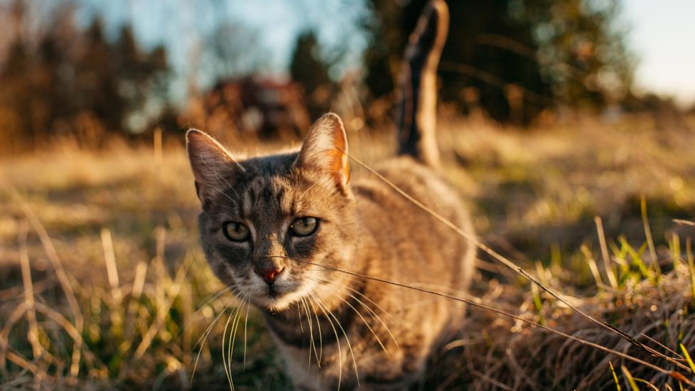 tabby cat walking through grass at sunset