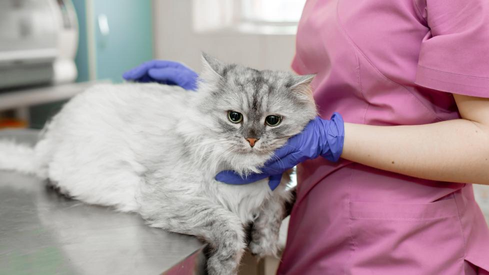 longhair gray and white cat being examined by a vet