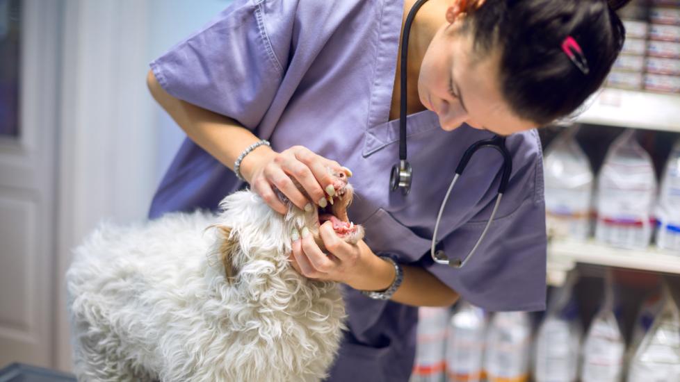 veterinarian looking into the mouth of a white dog