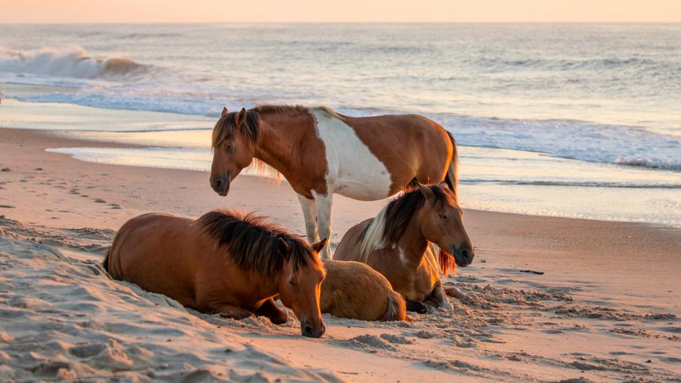 Assateague/Chincoteague horses on the beach