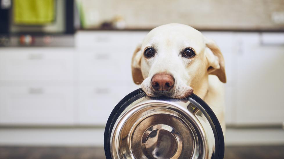 yellow lab holding up an empty food bowl