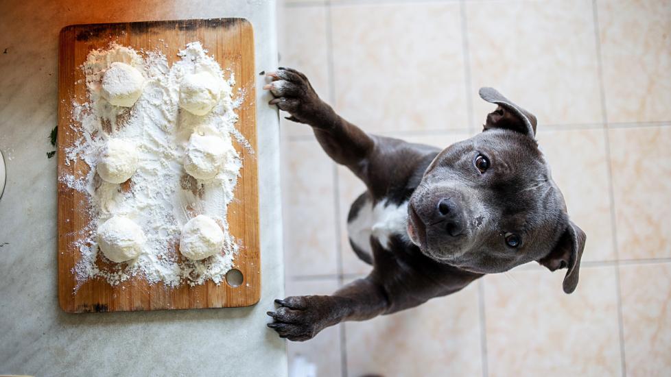 gray pitbull looking at bread dough on the counter
