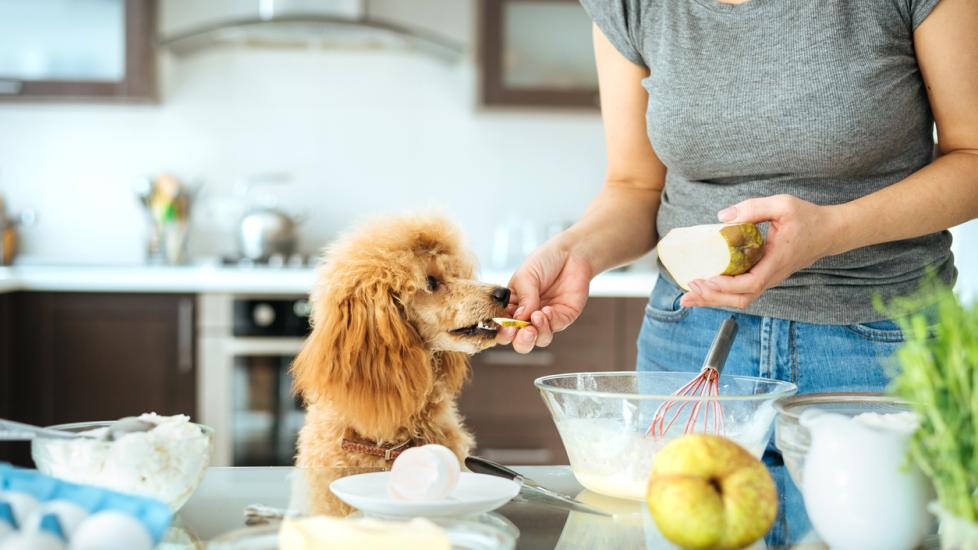 woman feeding a poodle a pear slice