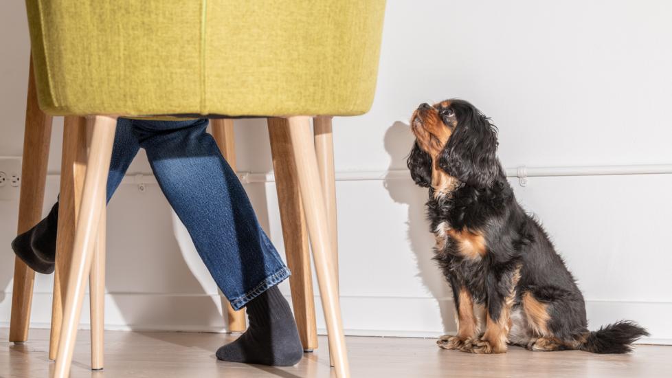 small dog looking up at a person sitting in a chair