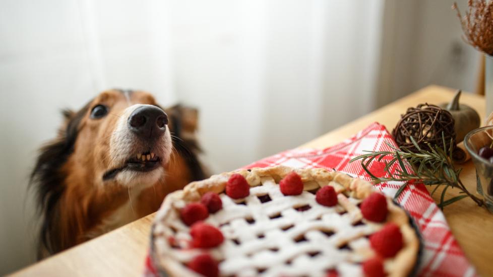 collie looking at a pie with raspberries sitting on a table