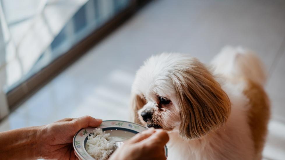 woman feeding a little dog rice from a bowl