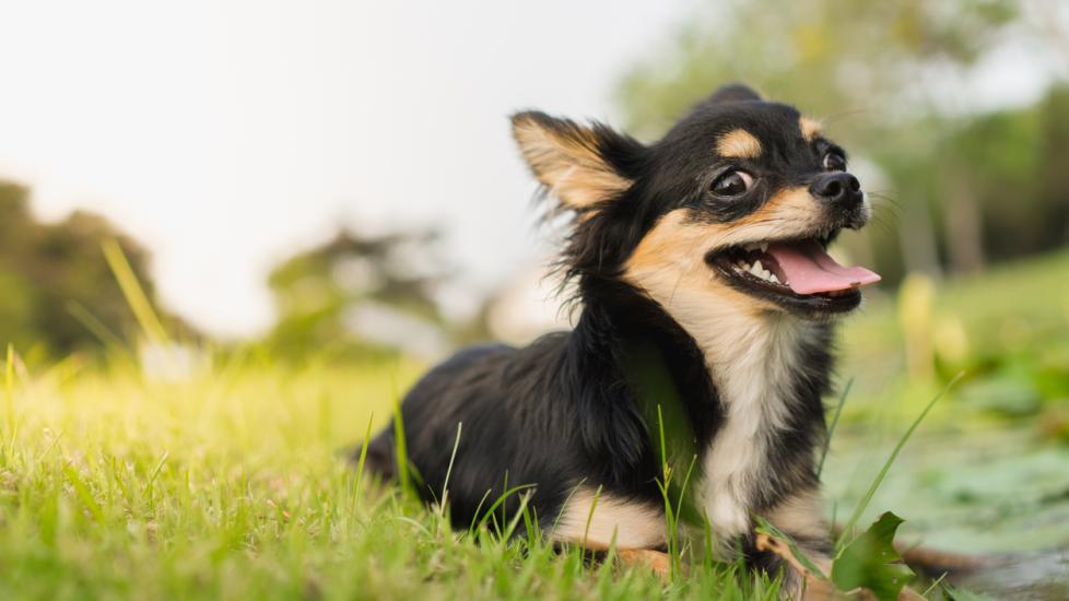 black and tan long-haired chihuahua lying in grass