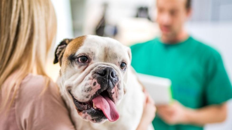 Heavy Breathing in Dogs PetMD