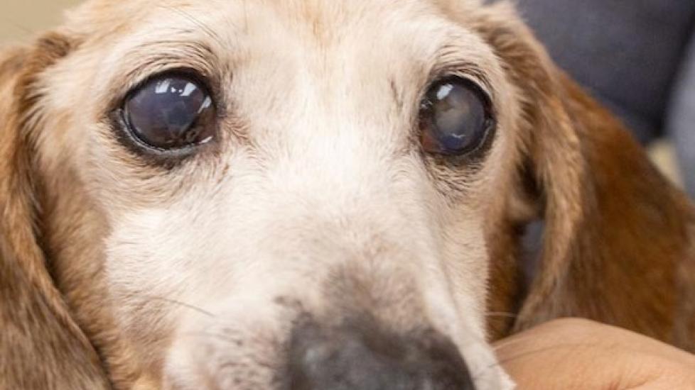 can dogs eyesight bad