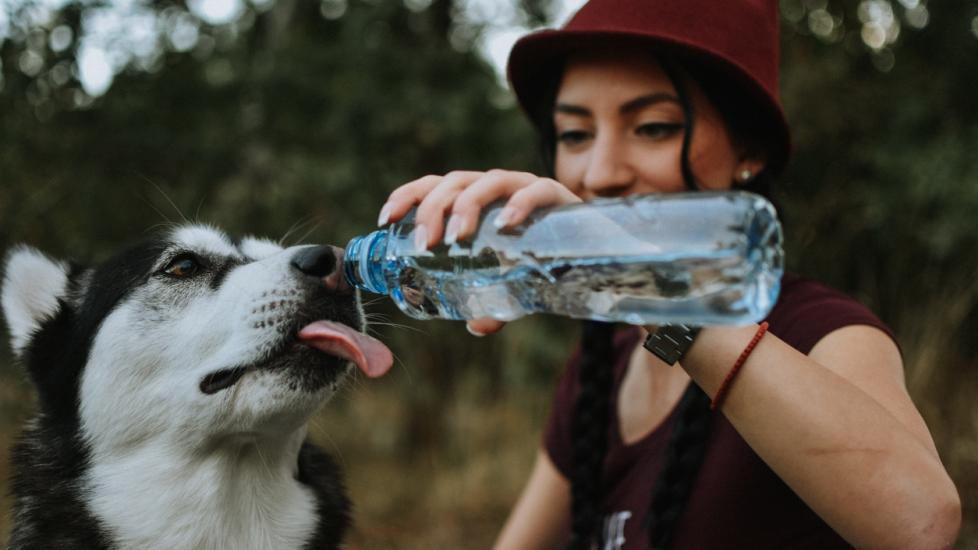 woman giving dog bottle of water to drink from
