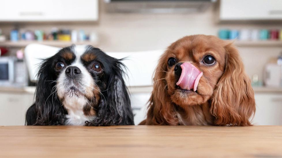 two dogs looking over a kitchen table