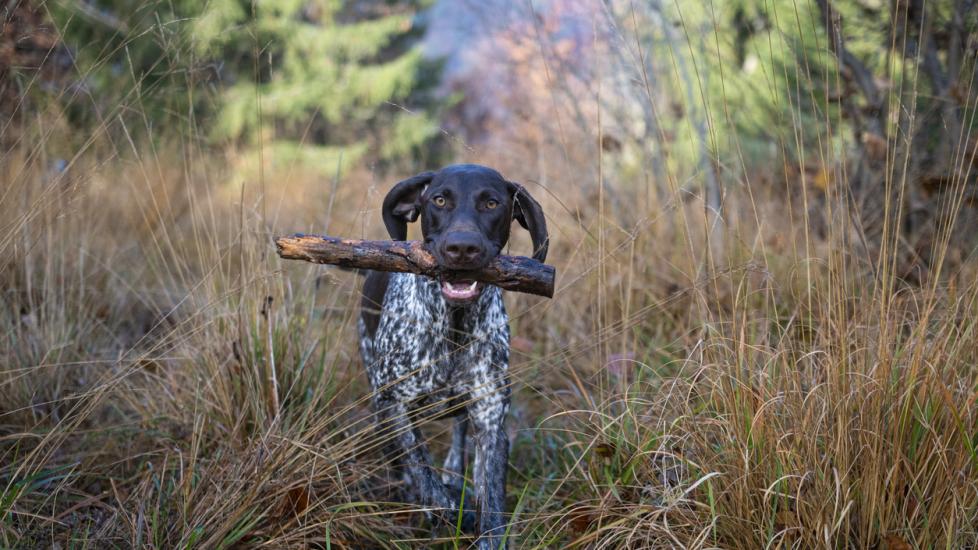german shorthaired pointer dog running outside with a stick