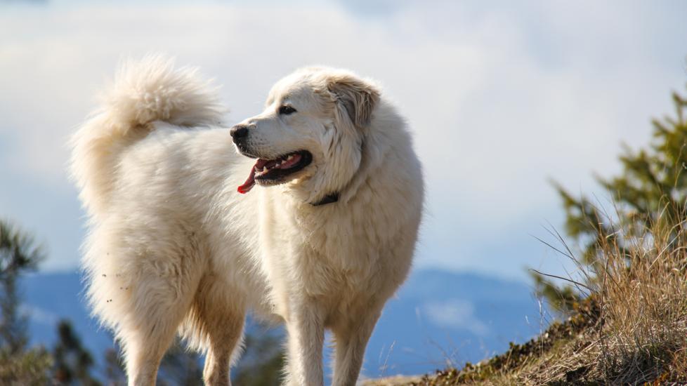 great pyrenees dog standing outside with his tongue hanging out