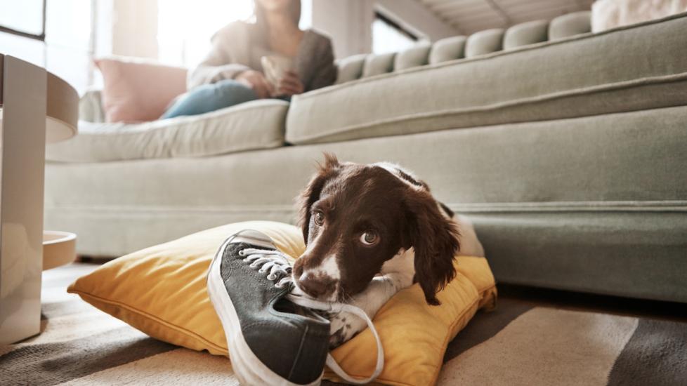How to Stop a Puppy From Chewing Everything in Sight PetMD