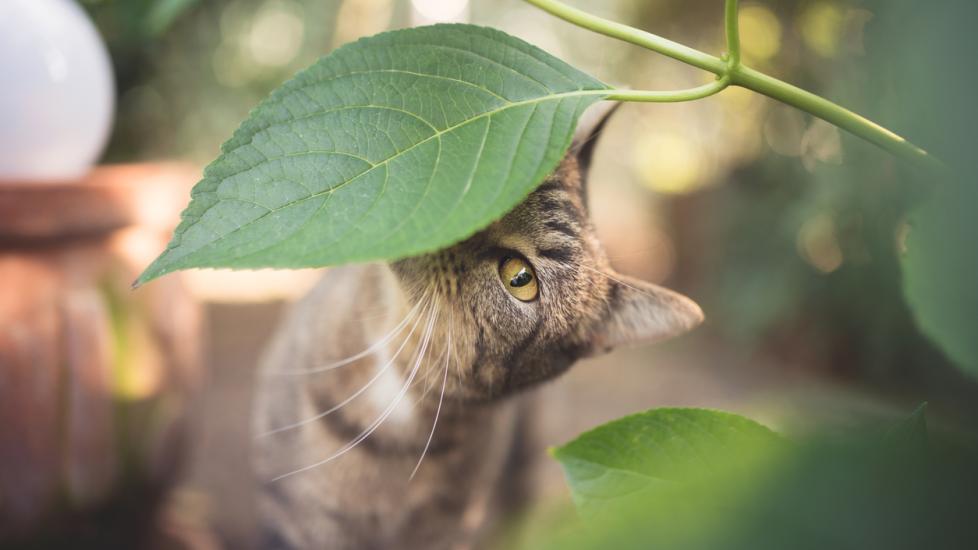 cat-sniffing-plant-leaf-outside