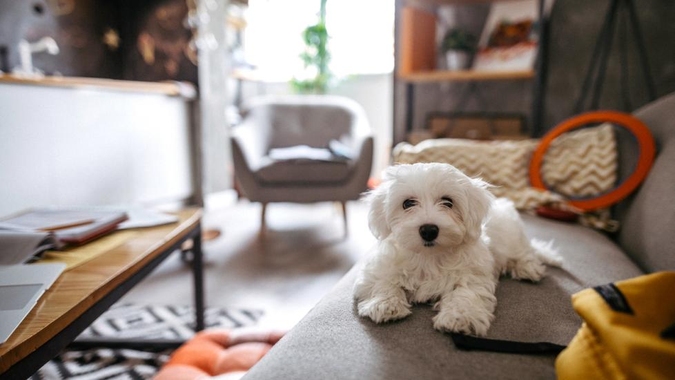 maltese-dog-sitting-on-sofa