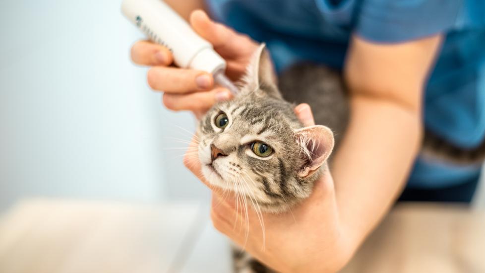Tresaderm® | PetMD