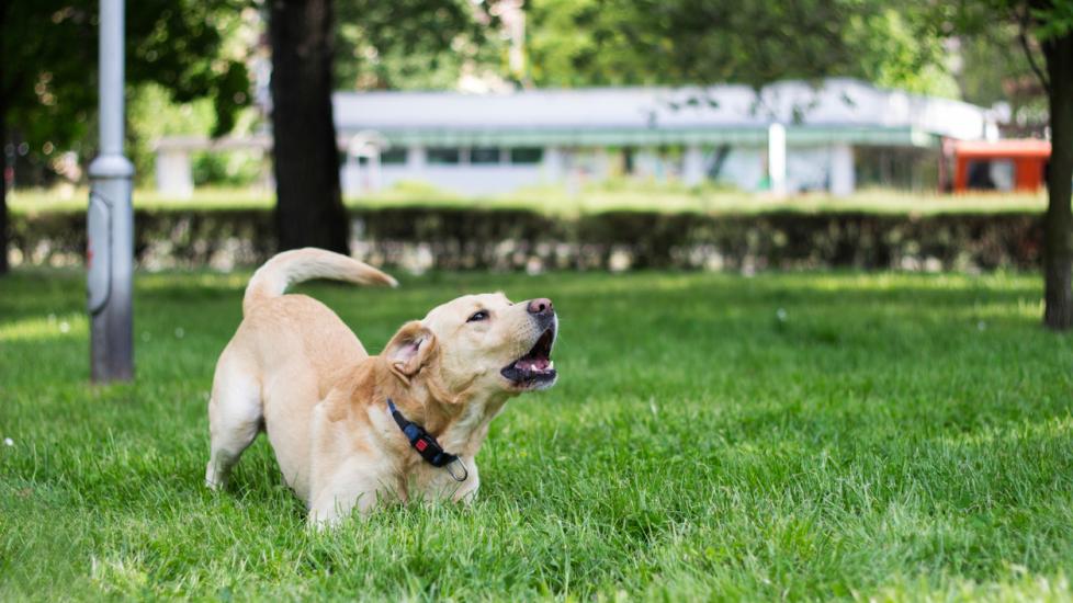 labrador-dog-barking-in-grass