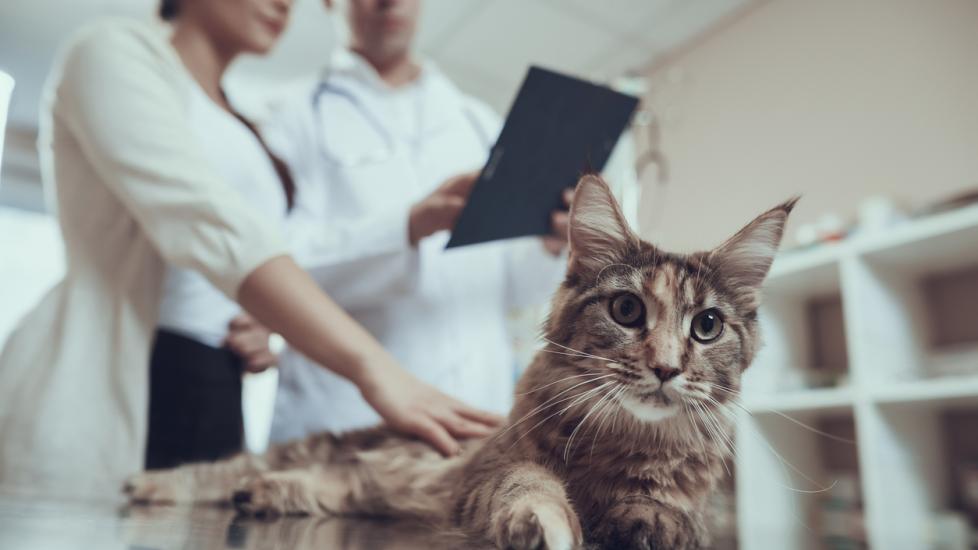 Feline radioactive iodine outlet treatment cost