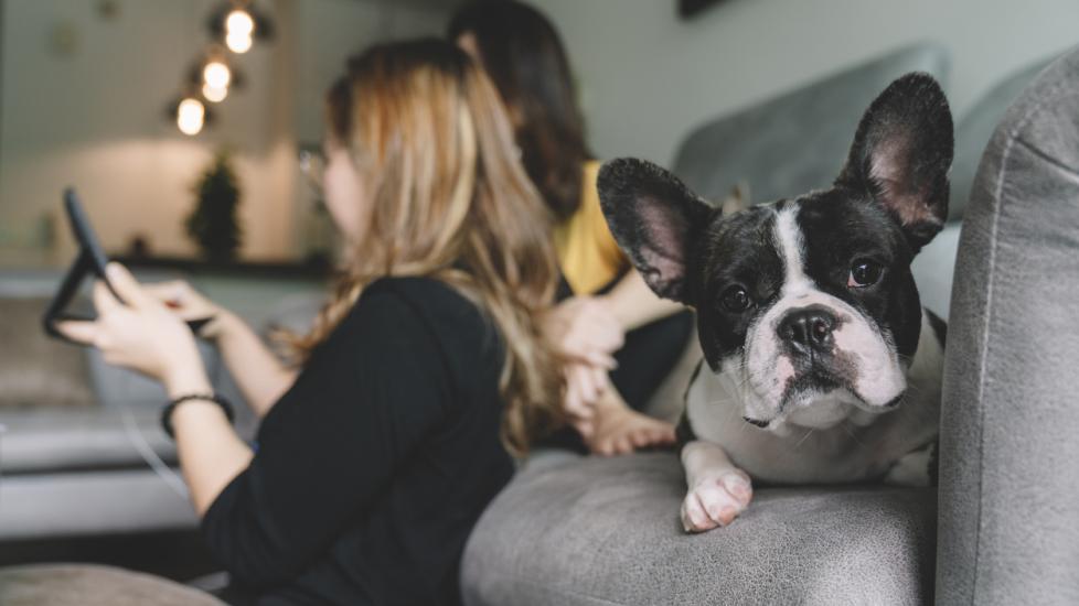 french-bulldog-sitting-on-couch