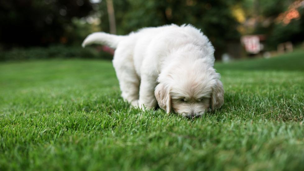small-fluffy-puppy-sniffing-grass