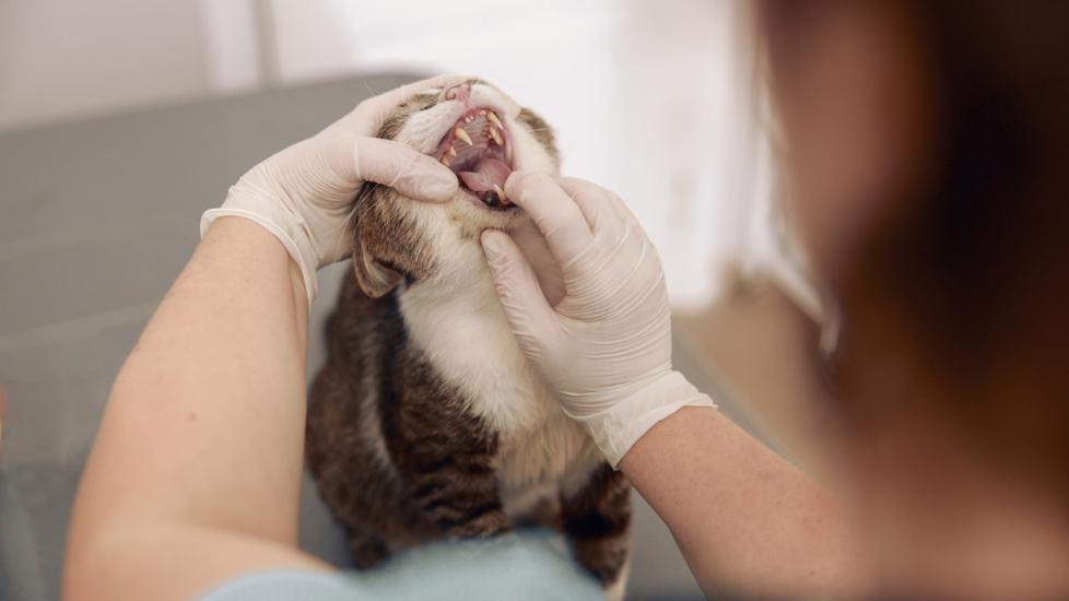 vet-opening-mouth-to-look-at-cat-teeth