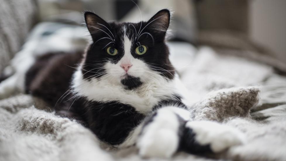 black-and-white-cat-sitting-on-blanket