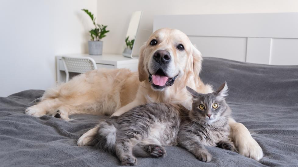 dog-and-cat-snuggling-on-bed
