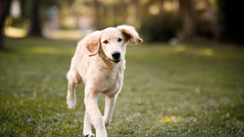 young-golden-puppy-running-in-grass