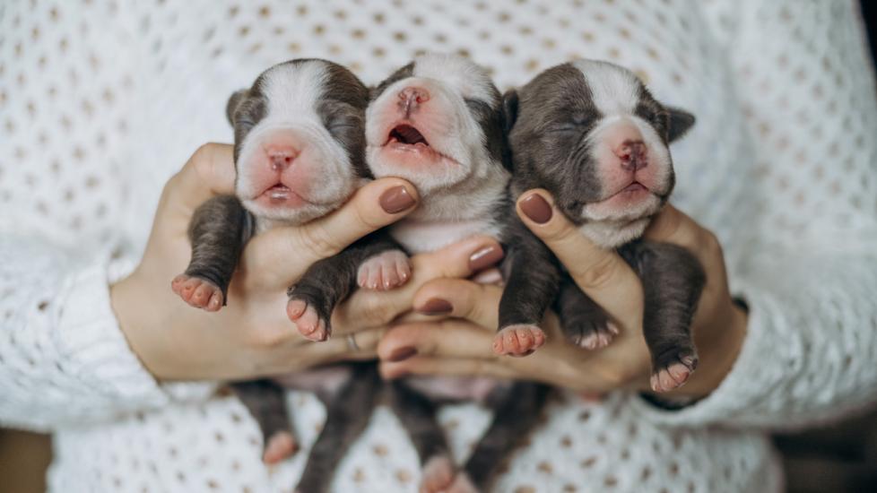 three-newborn-puppies-being-held-by-human-hands
