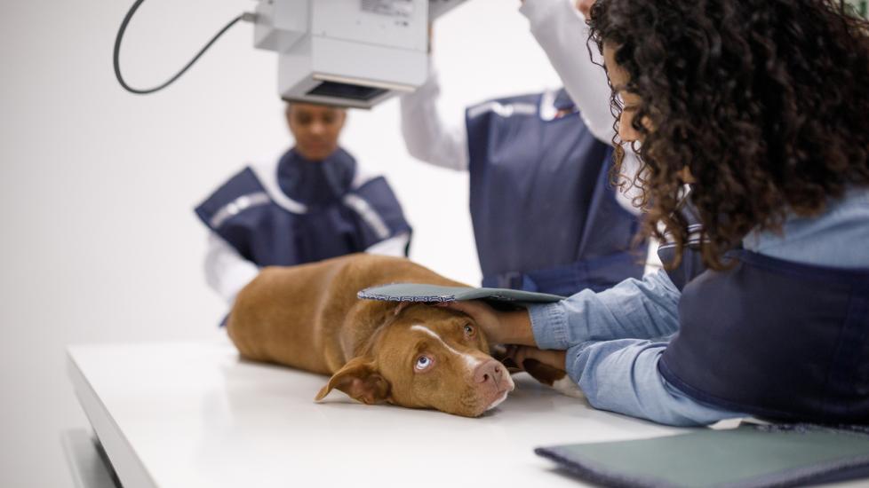 Coma in Dogs PetMD