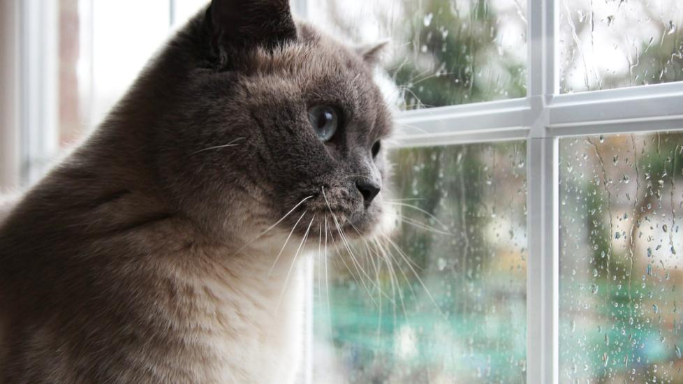 gray-cat-looking-out-window