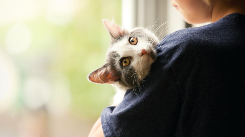gray-cat-resting-on-human-shoulder
