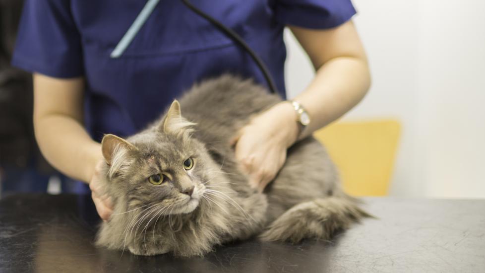 Skin Cancer in Cats | PetMD