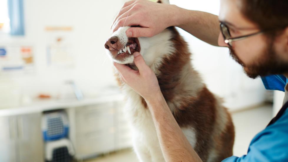 vet-checking-dog-teeth