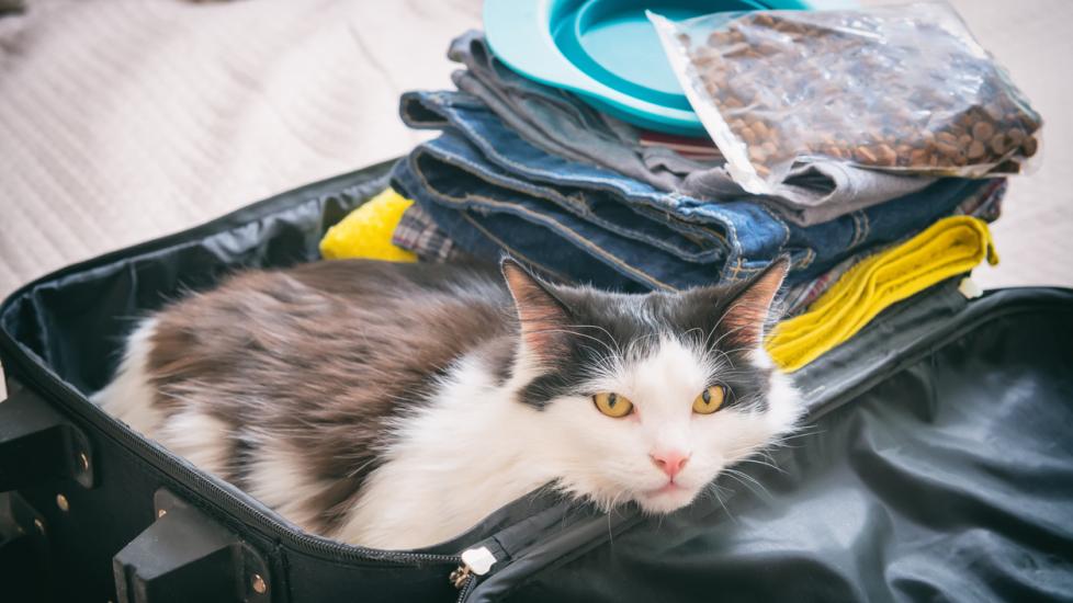 cat-lying-in-suitcase