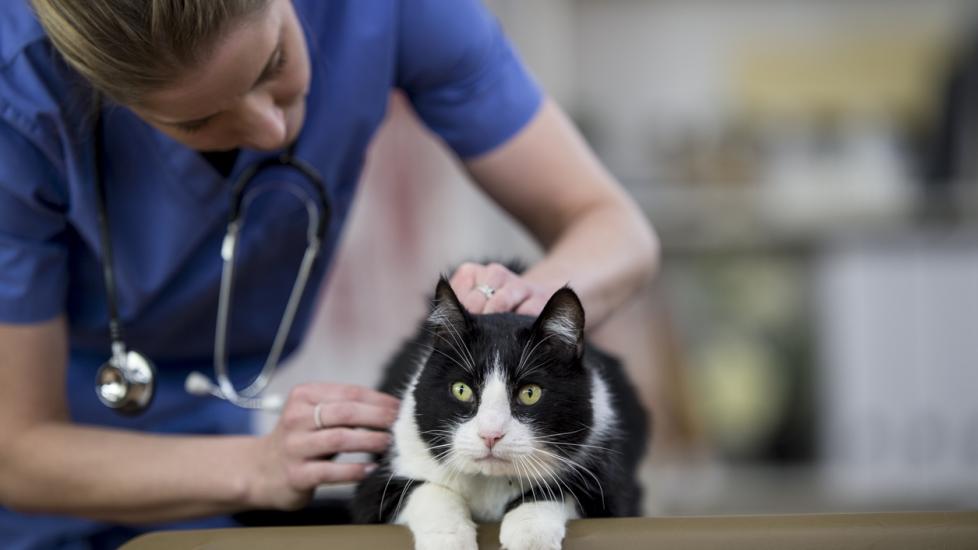 Lymphoma in Cats | PetMD - Lymphoma In Cats With Pain Management