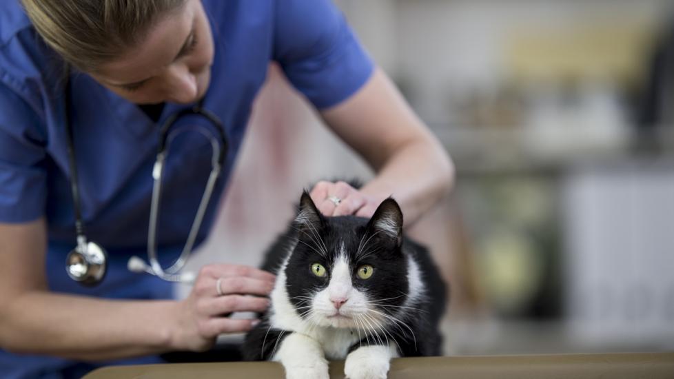 female-vet-examining-black-and-white-cat