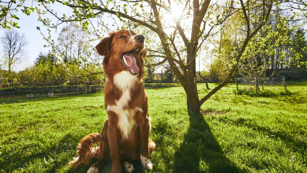 collie-dog-standing-under-tree