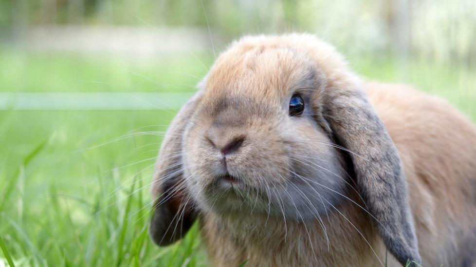 Lop eared rabbit